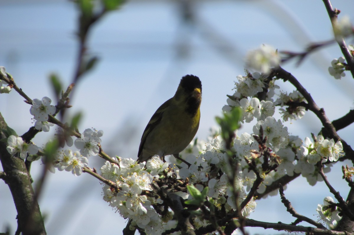 Black-chinned Siskin - ML117953451