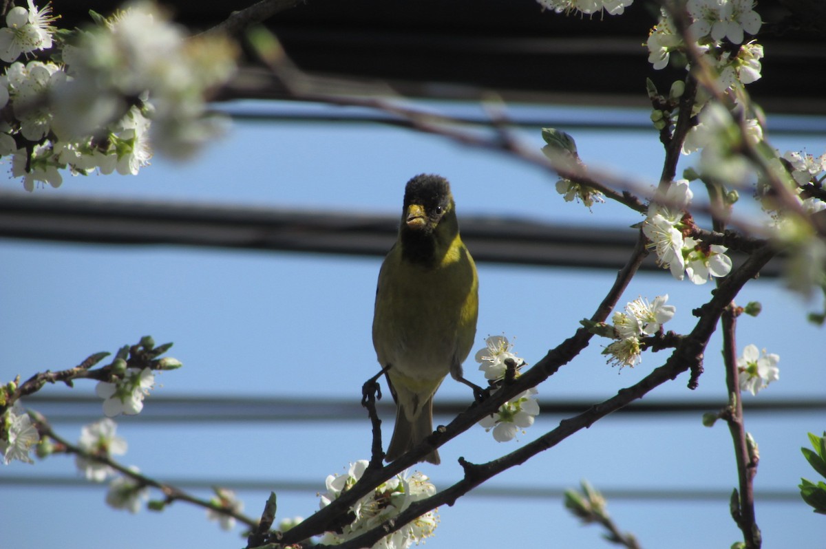 Black-chinned Siskin - ML117953531