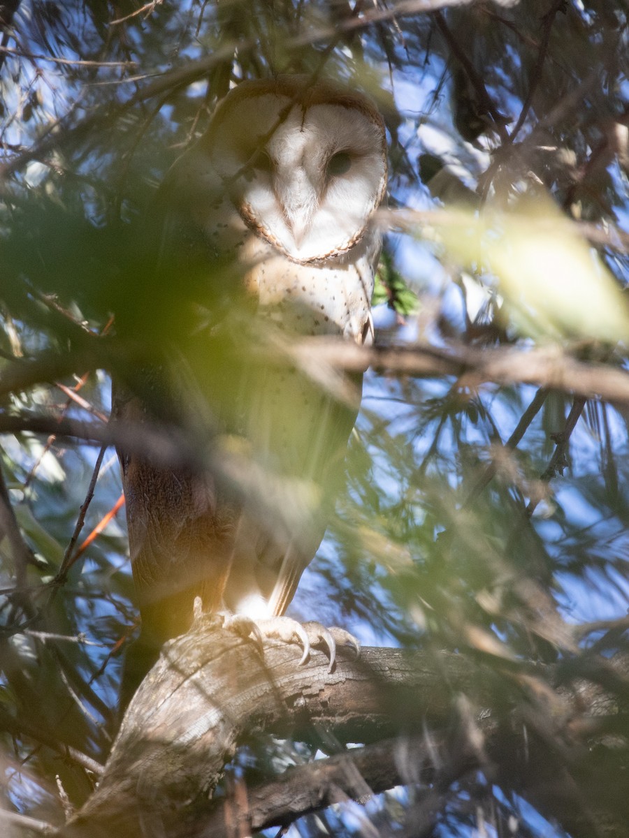 Barn Owl - ML117954631