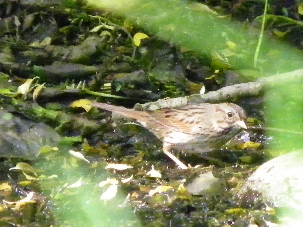 Lincoln's Sparrow - ML117955321