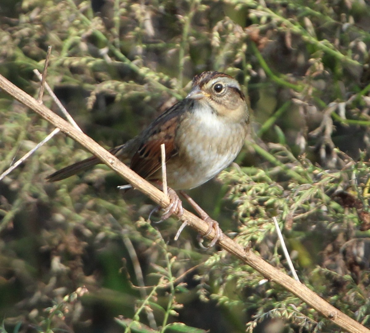 Swamp Sparrow - ML117955851