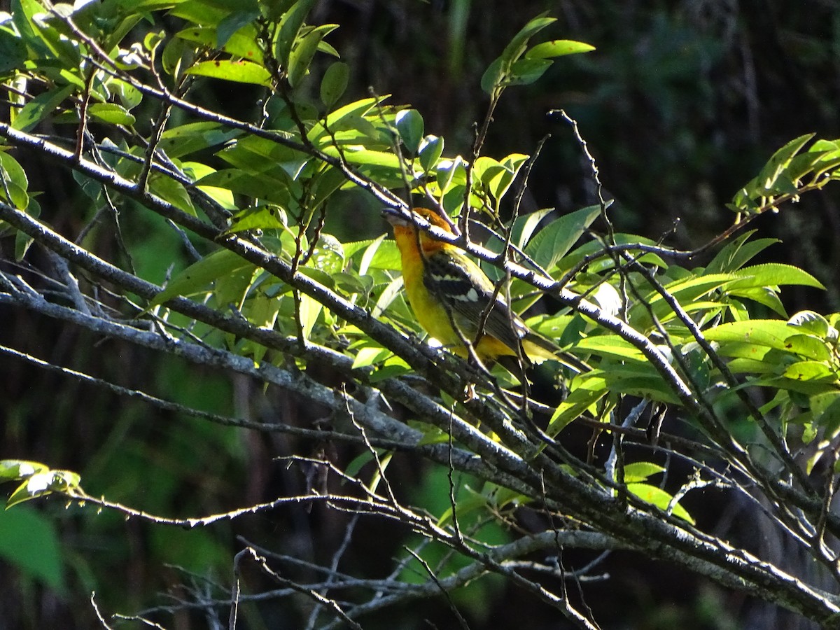 Flame-colored Tanager - ML117960191