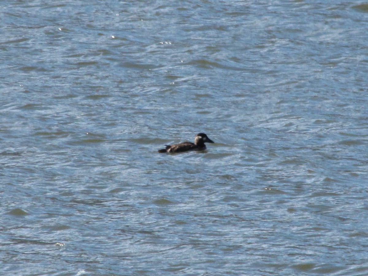 Surf Scoter - Carl Lundblad