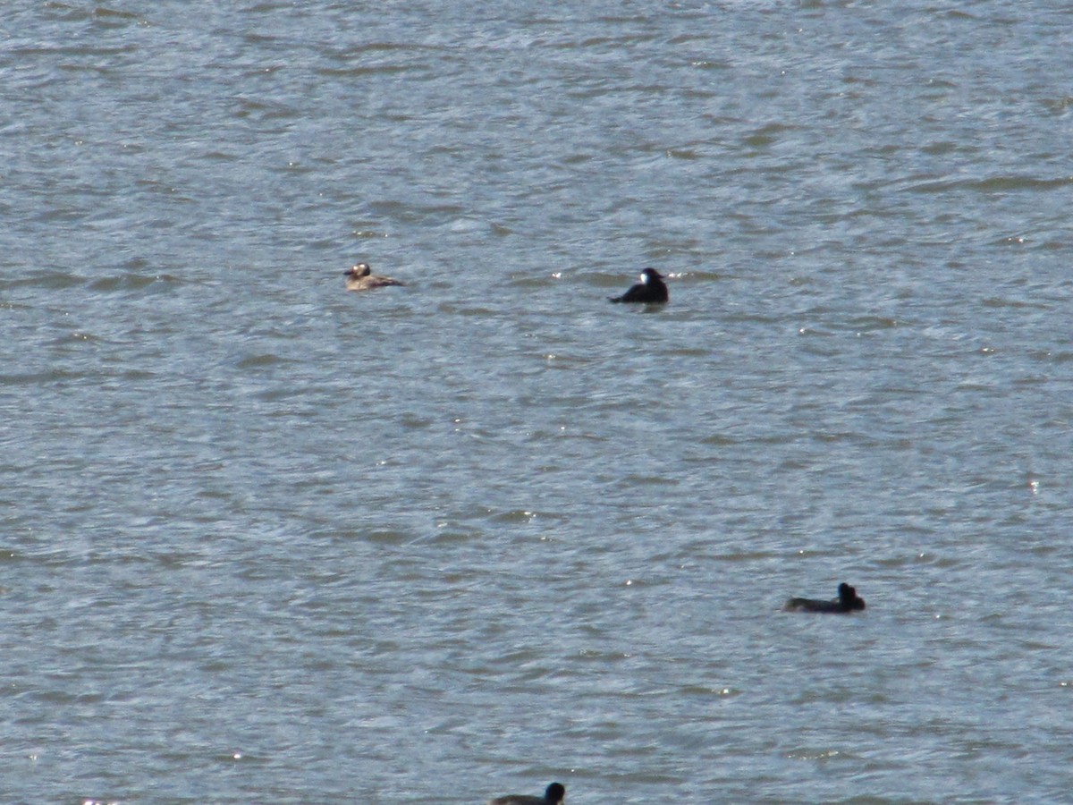 Surf Scoter - Carl Lundblad