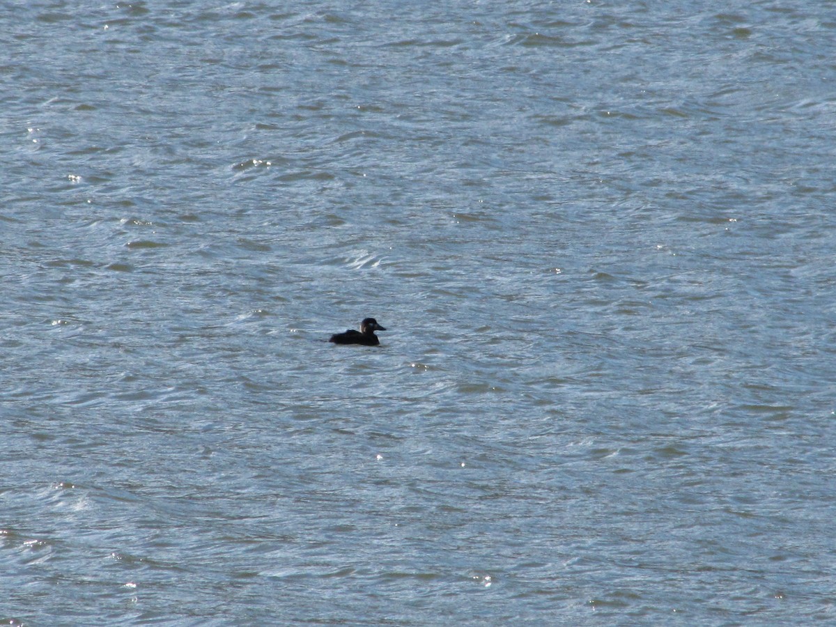 Surf Scoter - Carl Lundblad