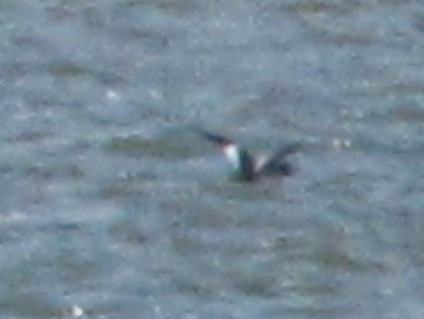 White-winged Scoter - ML117961091