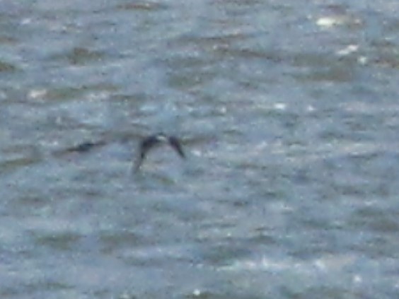 White-winged Scoter - ML117961121