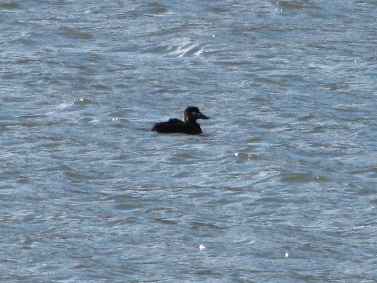 Surf Scoter - ML117961391