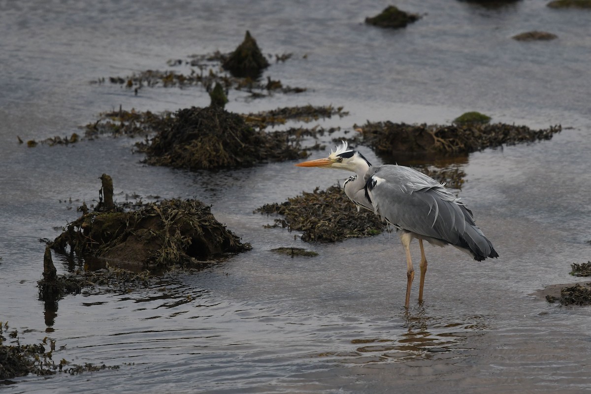 Gray Heron - ML117962141