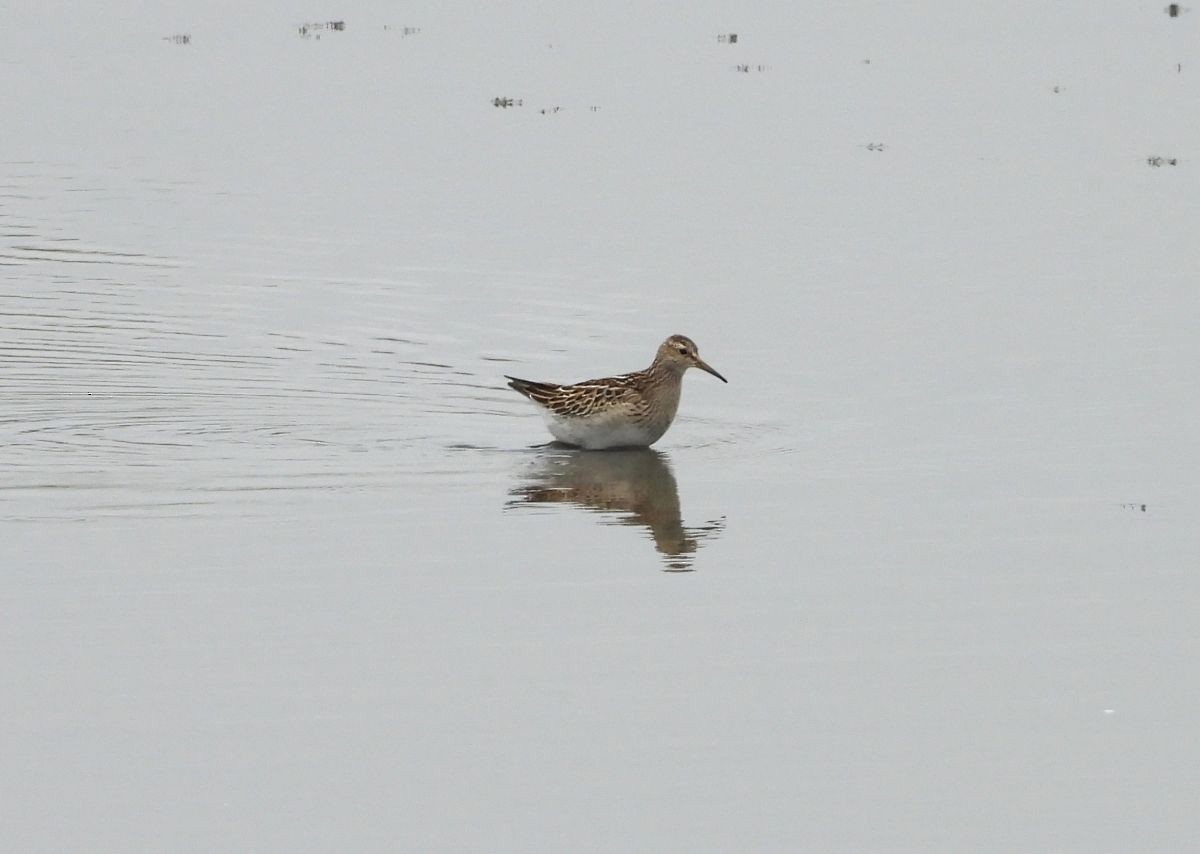 Pectoral Sandpiper - ML117962411