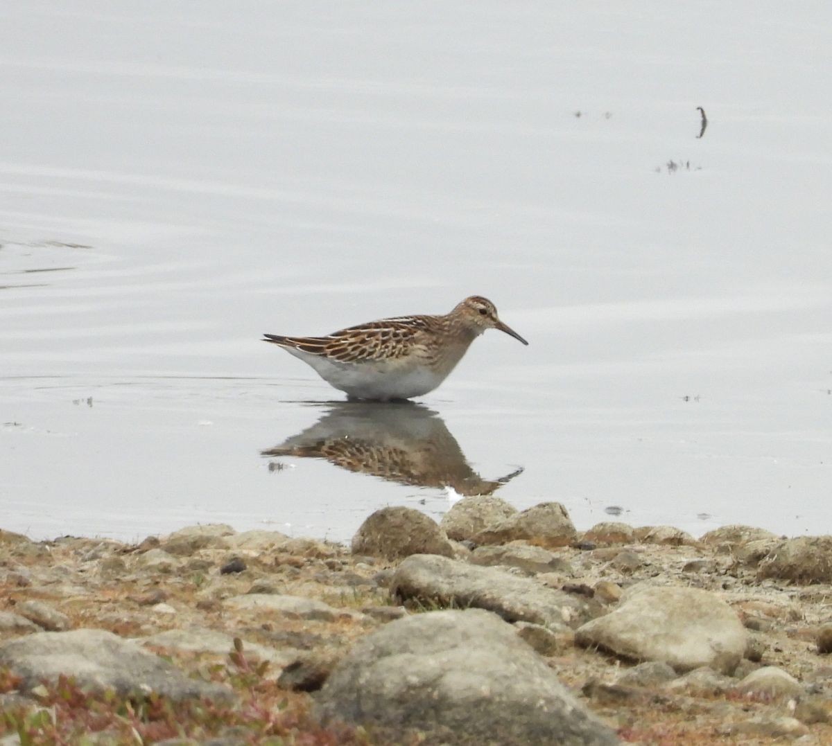 Pectoral Sandpiper - ML117962431