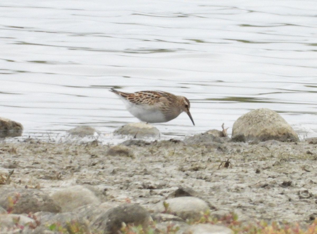 Pectoral Sandpiper - ML117962441