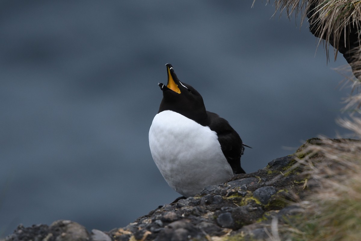 Razorbill - Steve Heinl