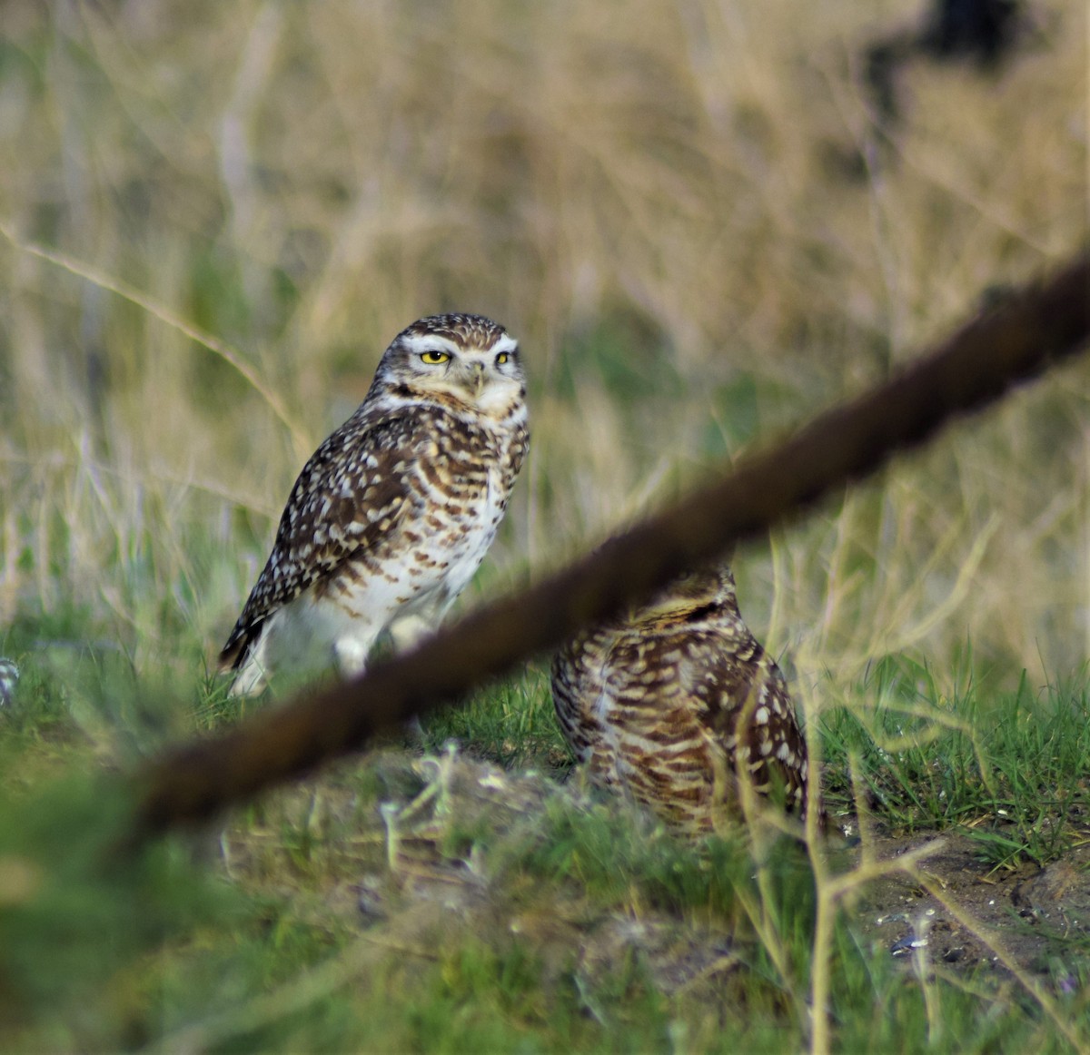 Burrowing Owl - ML117964141