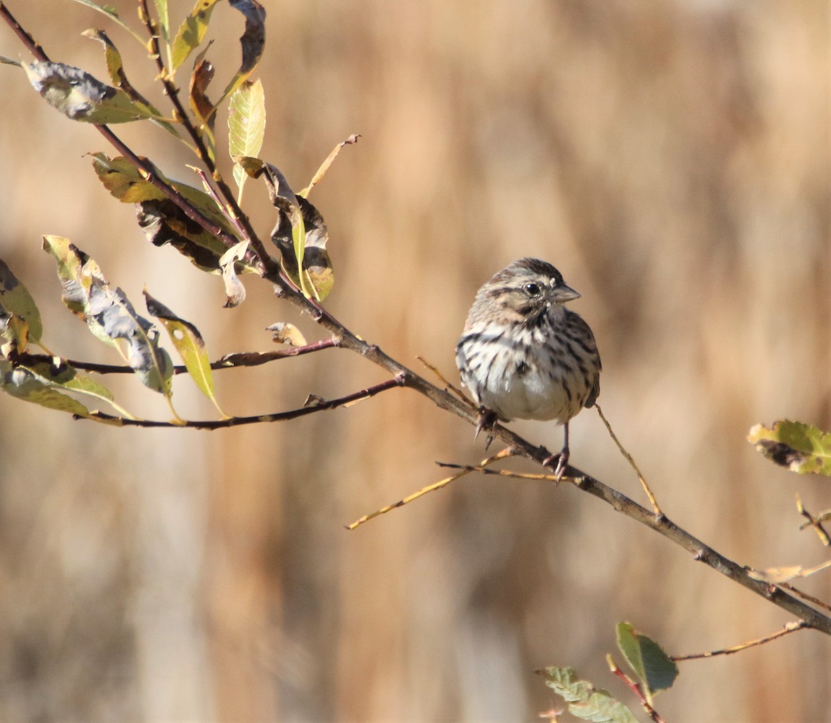 Song Sparrow - ML117964901