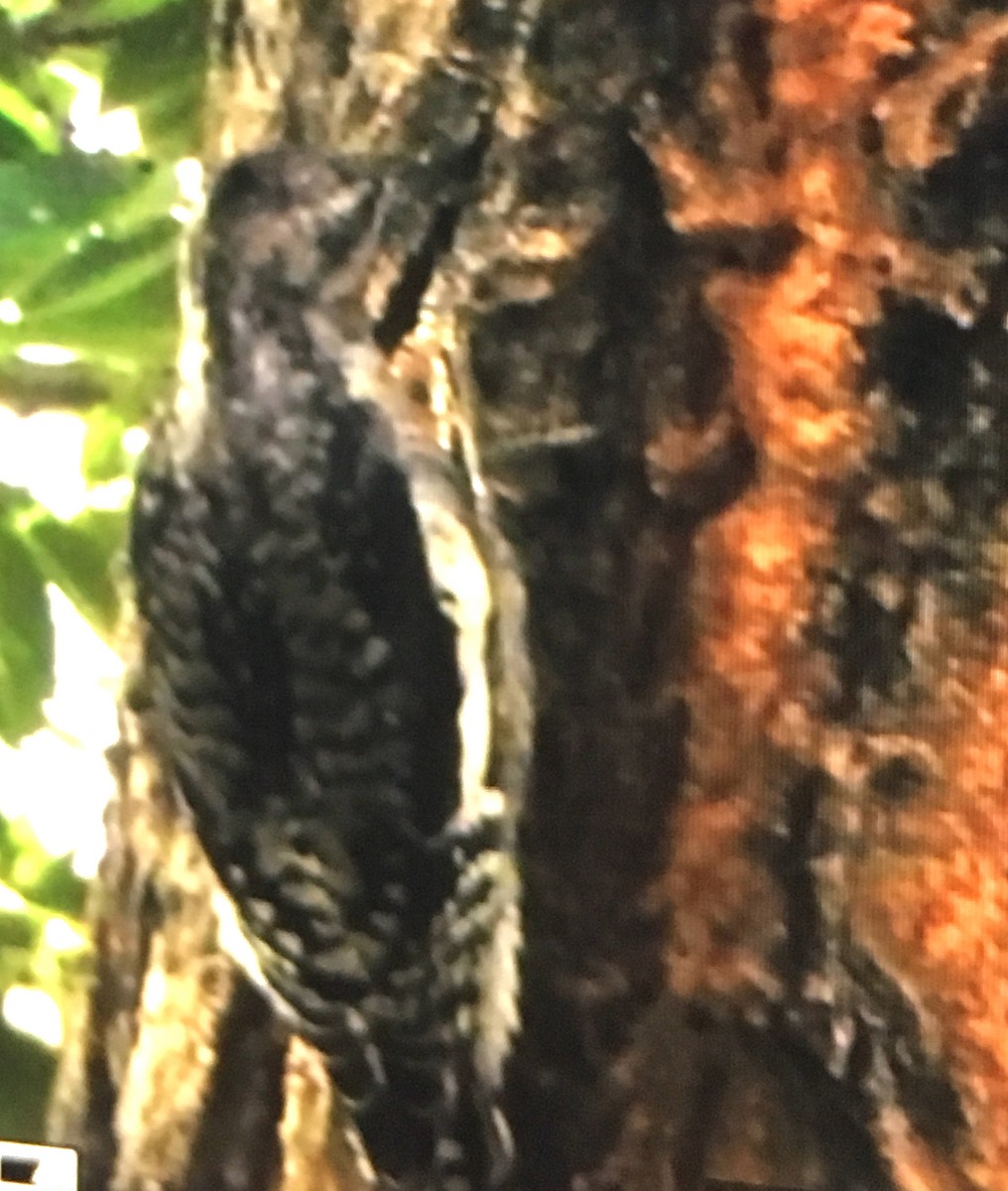 Yellow-bellied Sapsucker - ML117965331