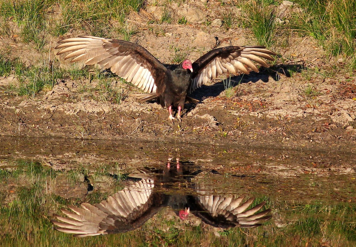 Turkey Vulture - I'm Birding Right Now (Teresa & Miles Tuffli)