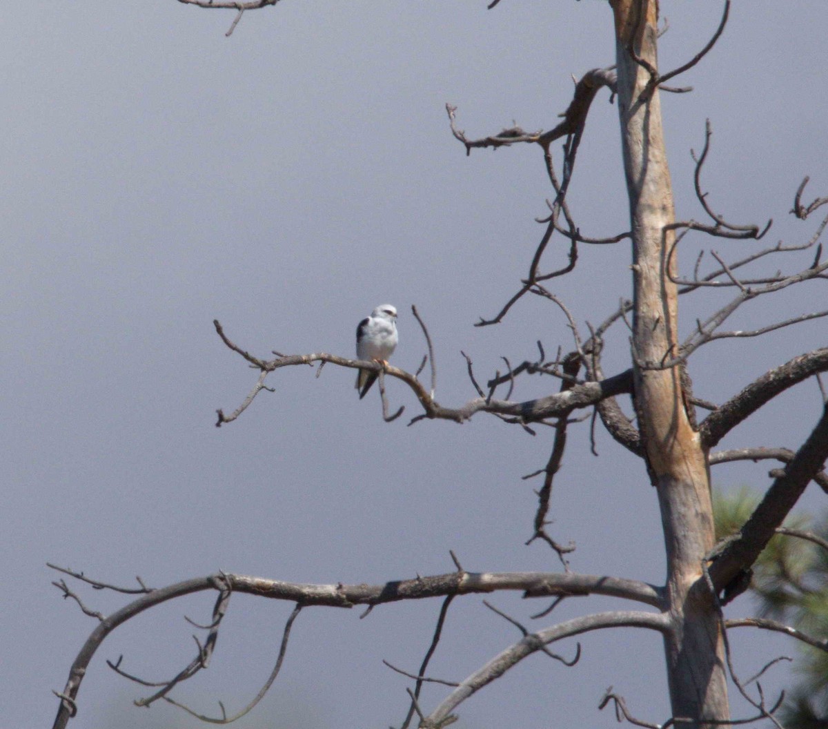 White-tailed Kite - ML117966621