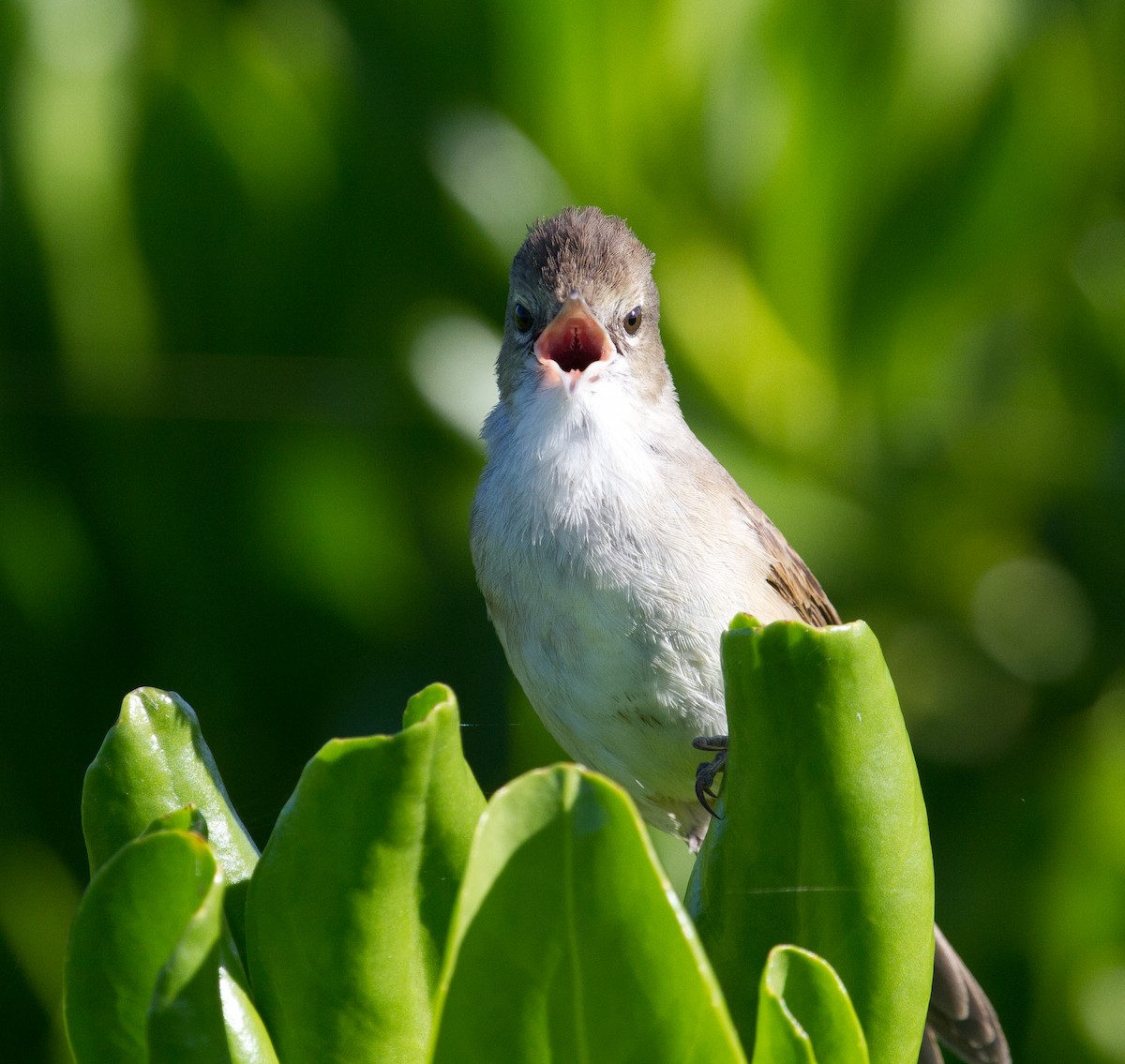 Millerbird - ML117966641