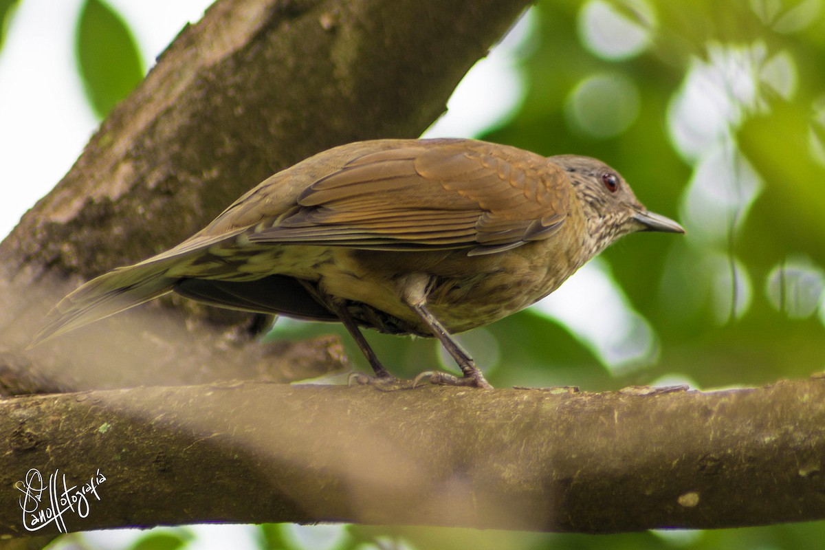 Pale-breasted Thrush - ML117966741