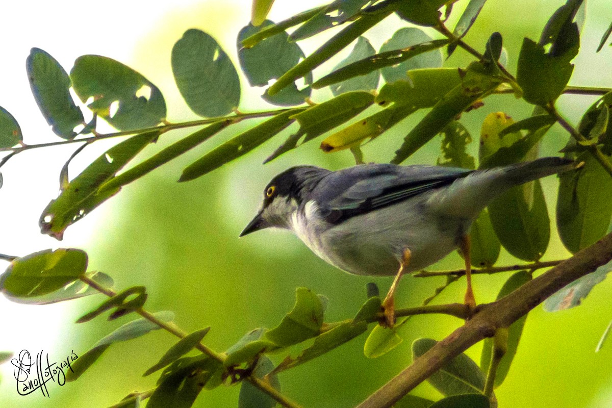 Hooded Tanager - ML117966791