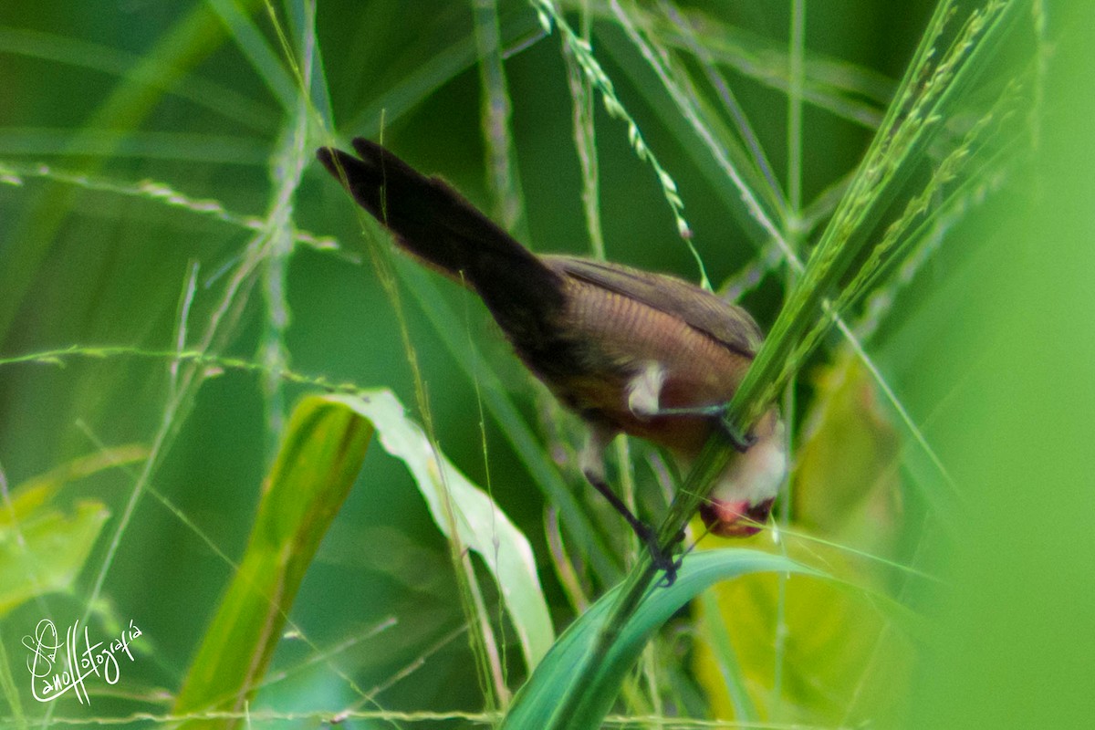 Common Waxbill - ML117966891