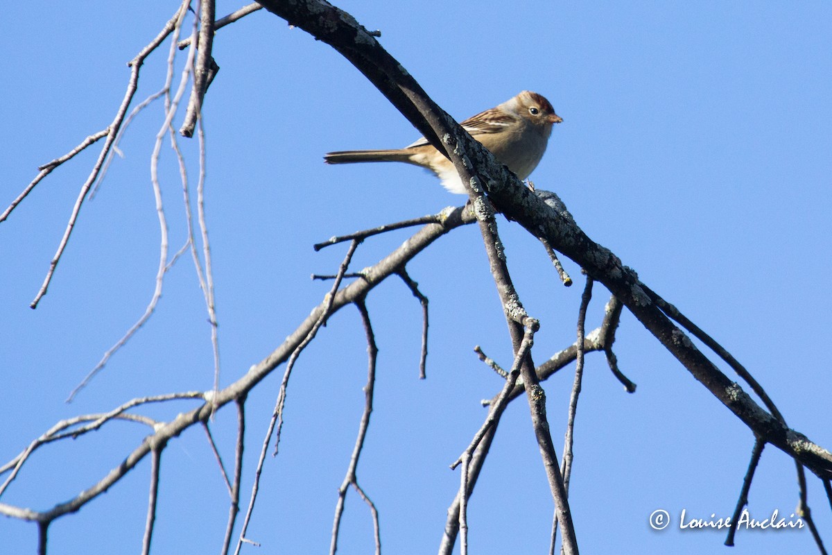 Field Sparrow - ML117966921