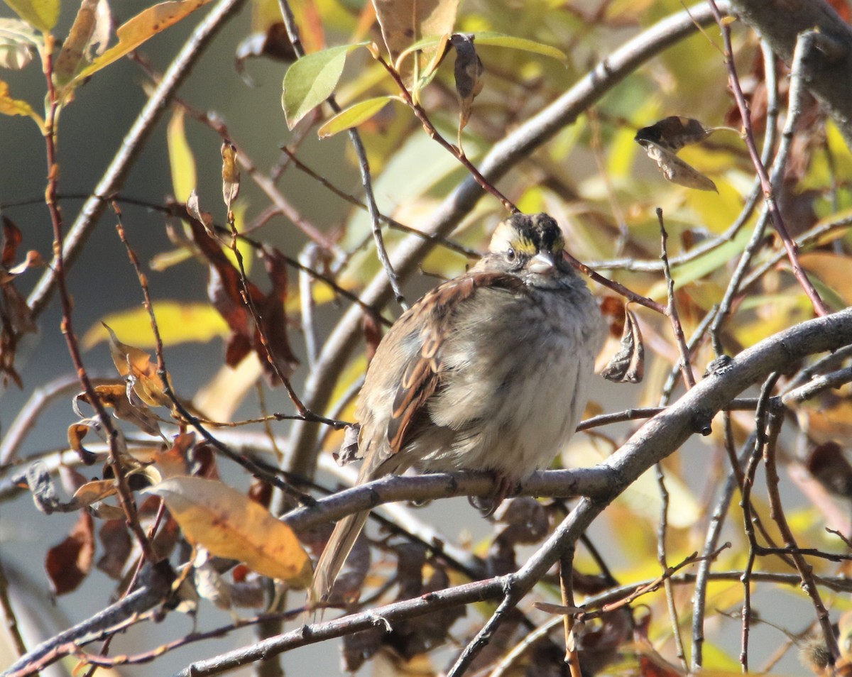 White-throated Sparrow - ML117966941