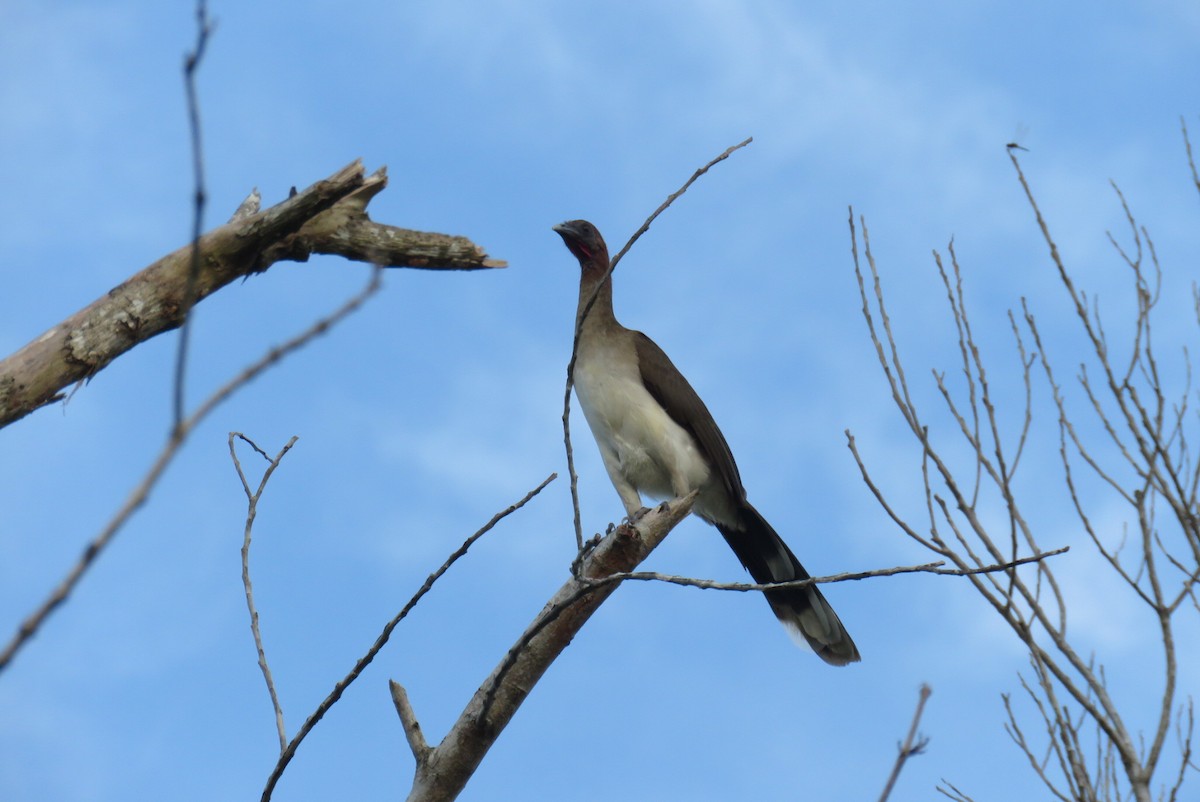 Chestnut-winged Chachalaca - ML117966981