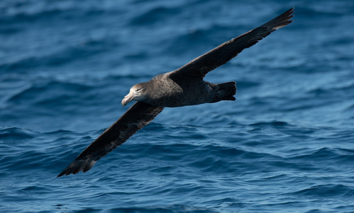 Northern Giant-Petrel - ML117968321