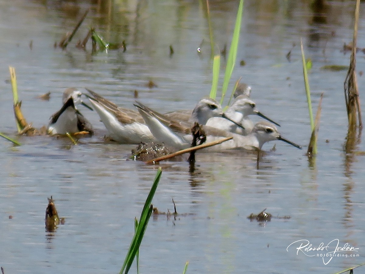 Wilson's Phalarope - ML117968721