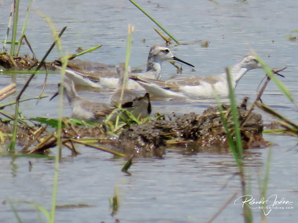 Falaropo Tricolor - ML117968731