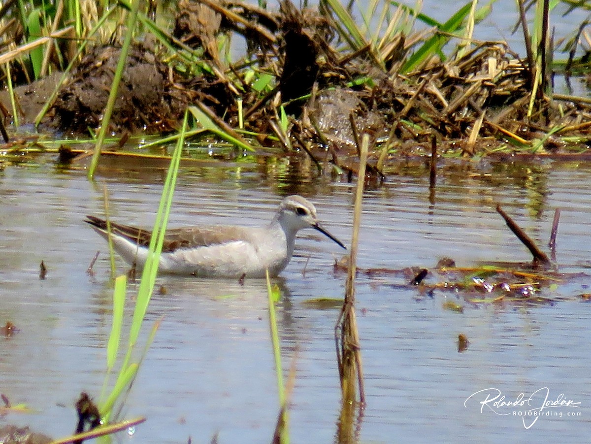 Falaropo Tricolor - ML117968741