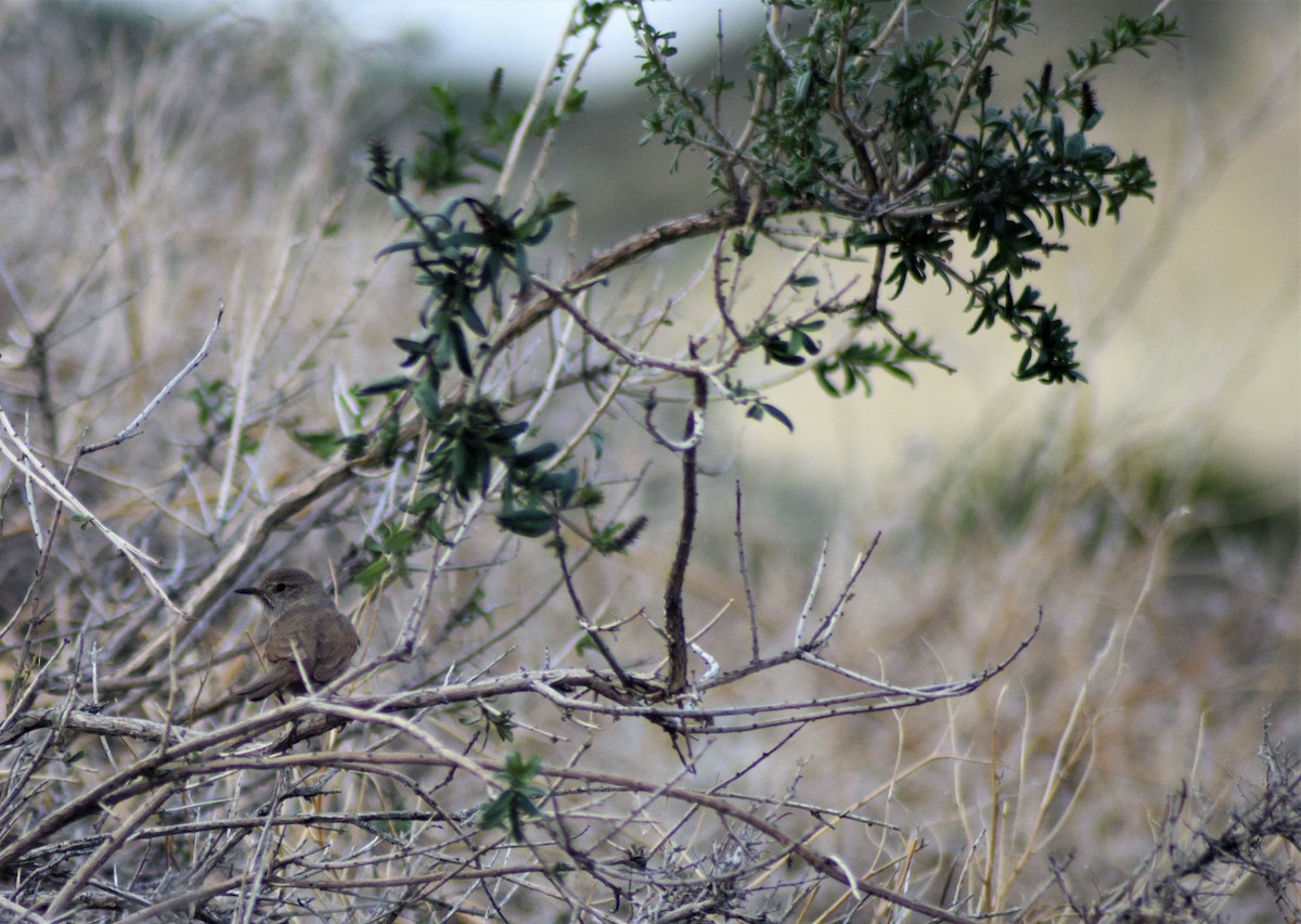 Sharp-billed Canastero - ML117969461