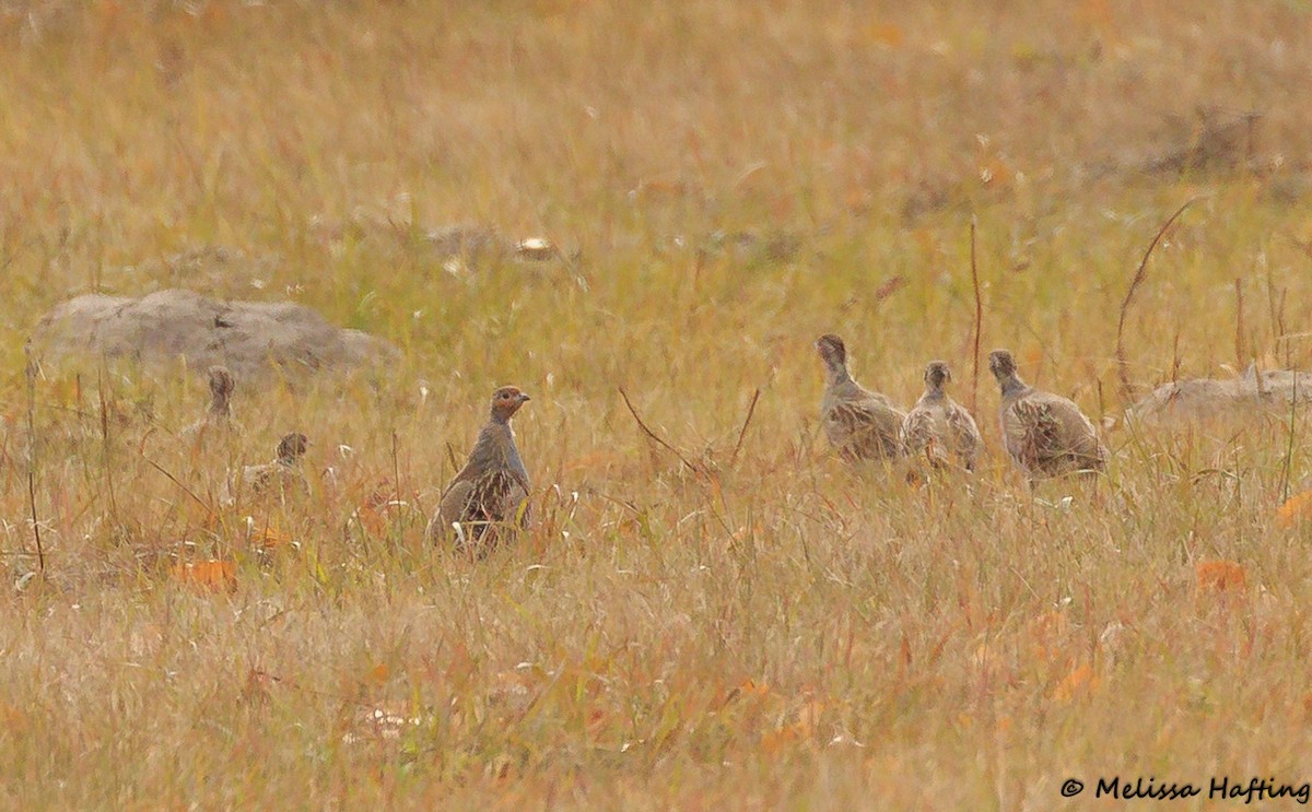 Gray Partridge - Melissa Hafting