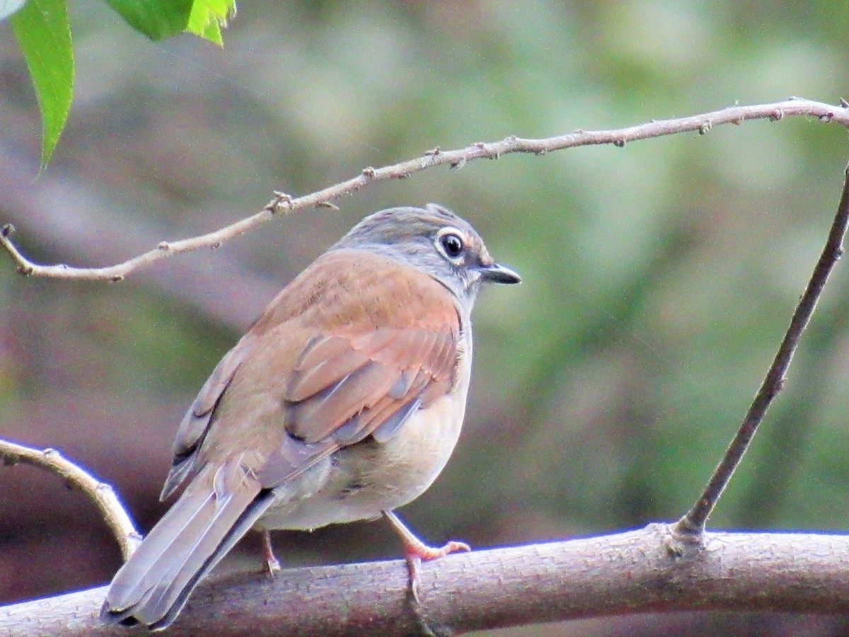 Brown-backed Solitaire - ML117972071