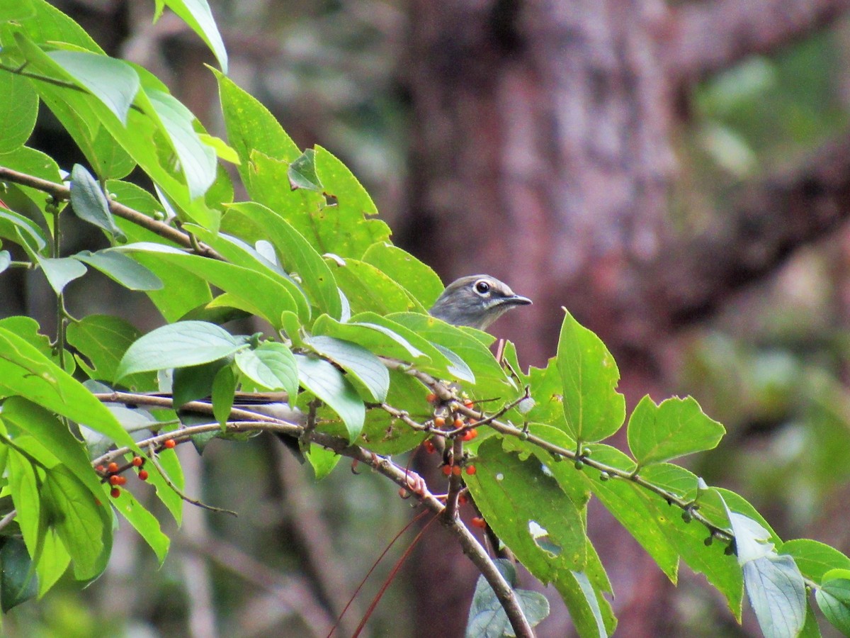 Brown-backed Solitaire - ML117972081