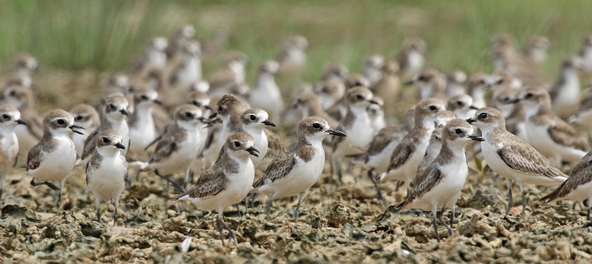 Greater Sand-Plover - Dave Bakewell