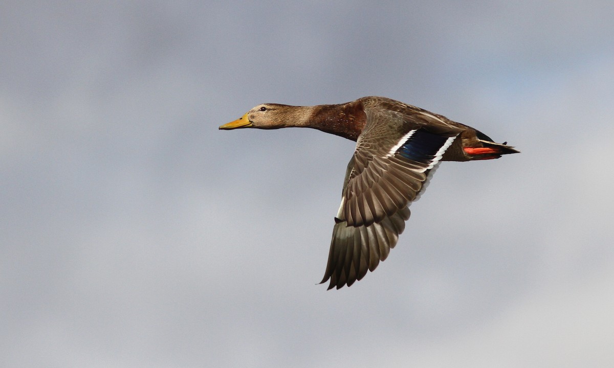 Mallard x Mexican Duck (hybrid) - Sean Fitzgerald