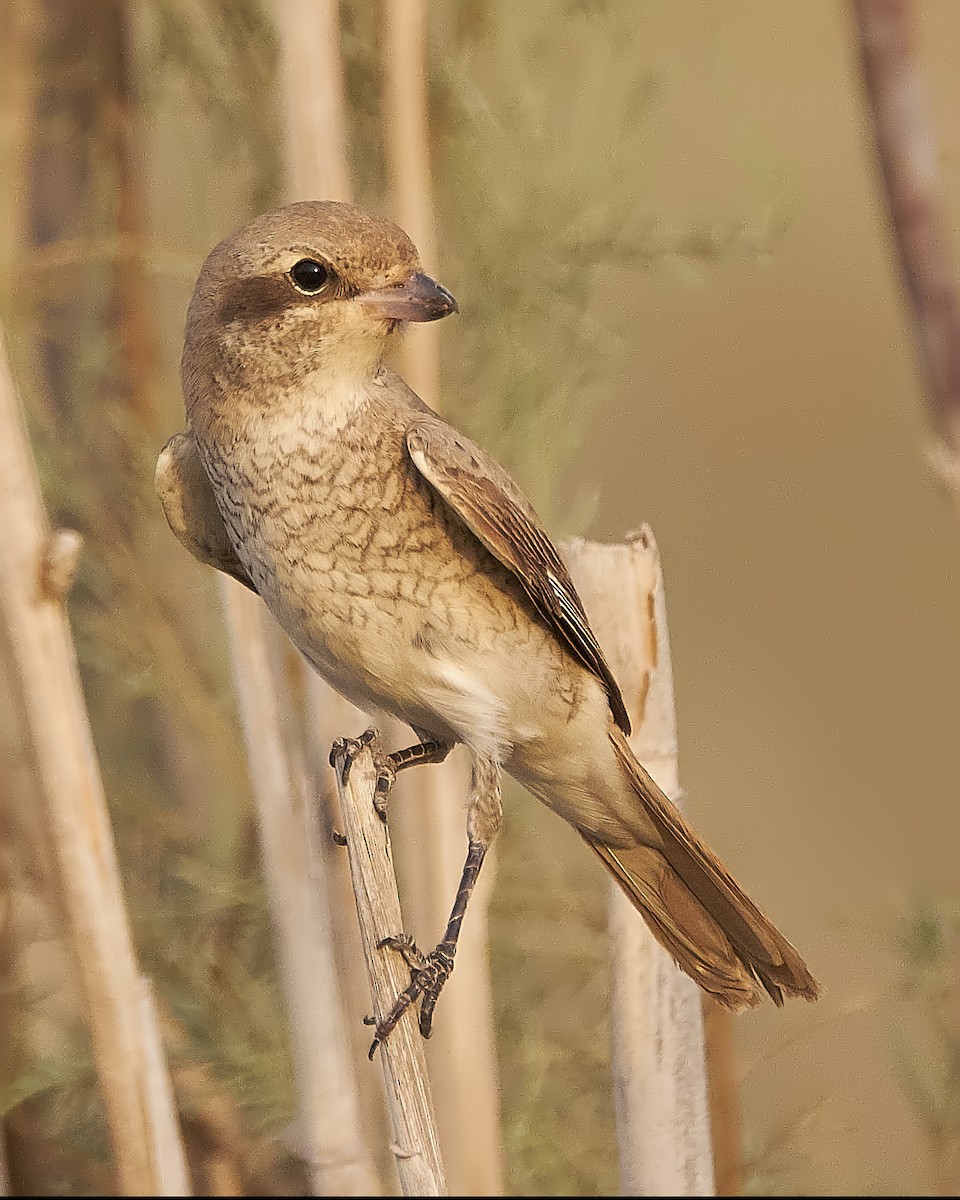 Red-tailed/Isabelline Shrike - ML117974431