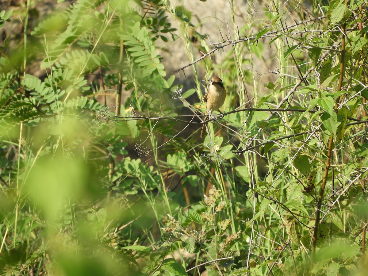 Brown Shrike - ML117974541