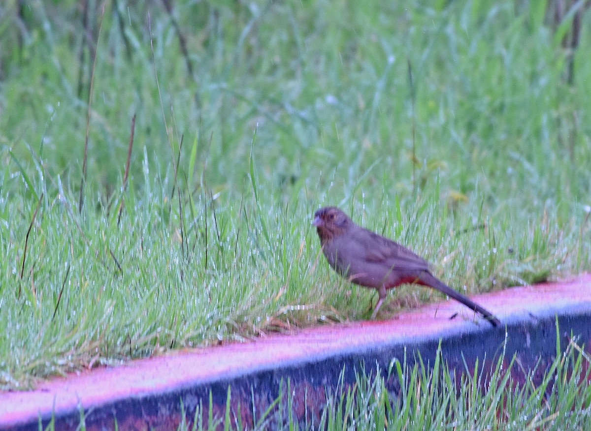 California Towhee - ML117974551