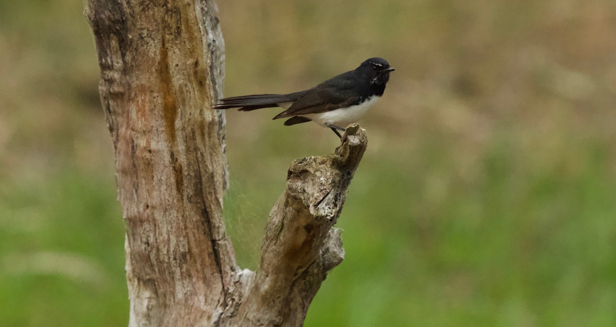 Willie-wagtail - David  Tytherleigh