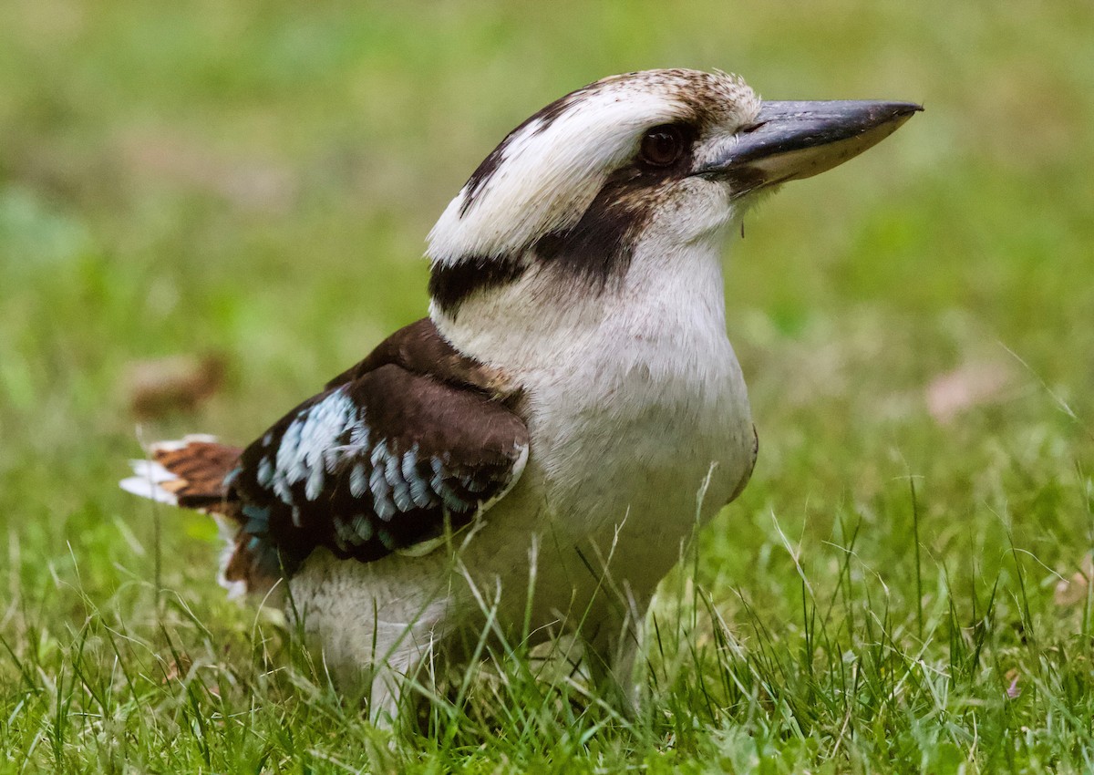 Laughing Kookaburra - David  Tytherleigh