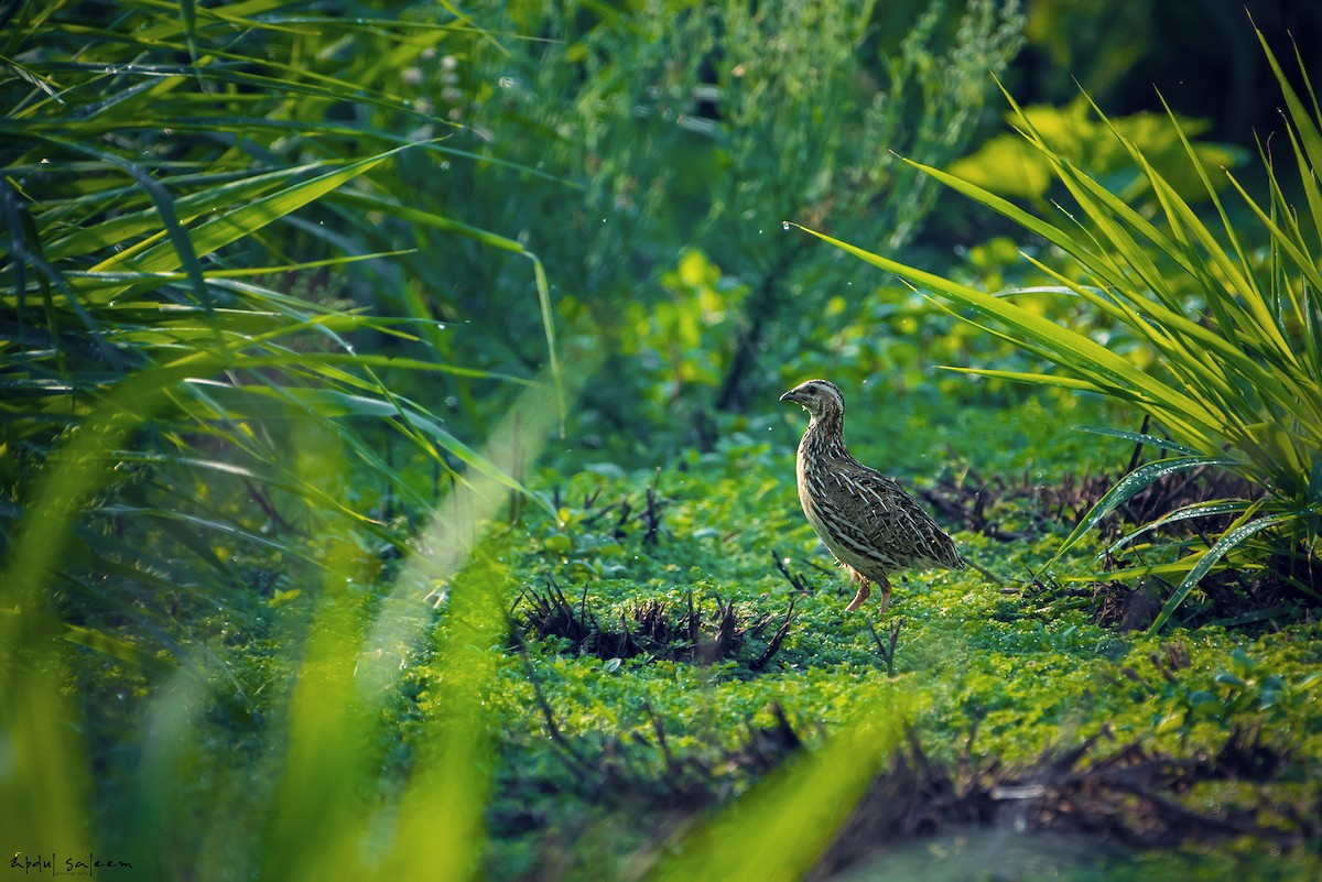 Common Quail - ML117977701