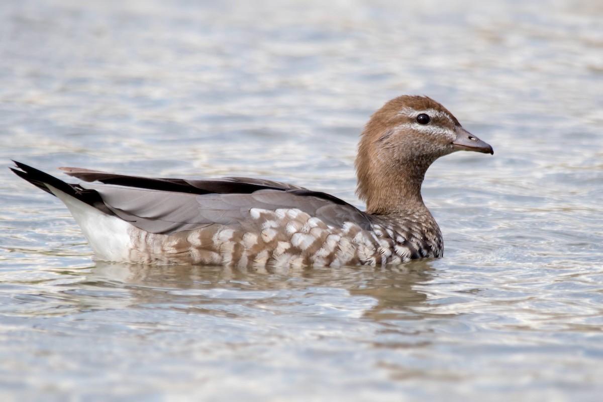 Maned Duck - ML117978931