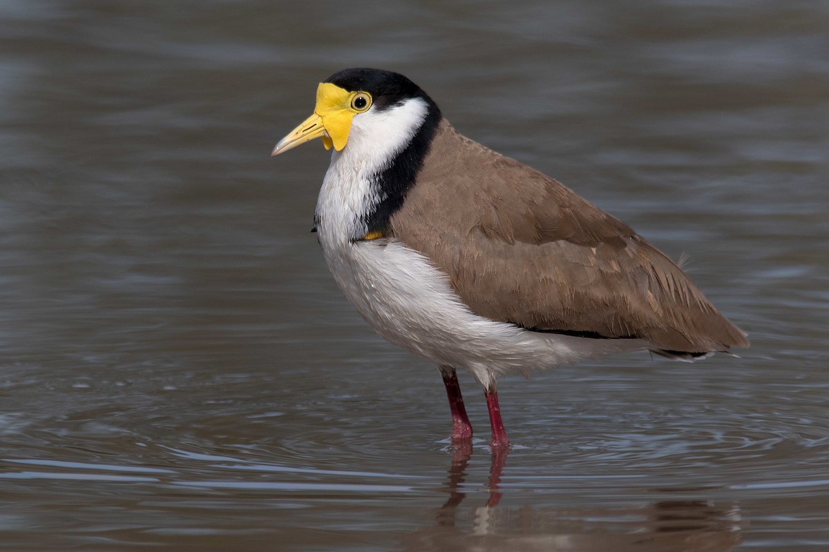 Masked Lapwing - ML117979001