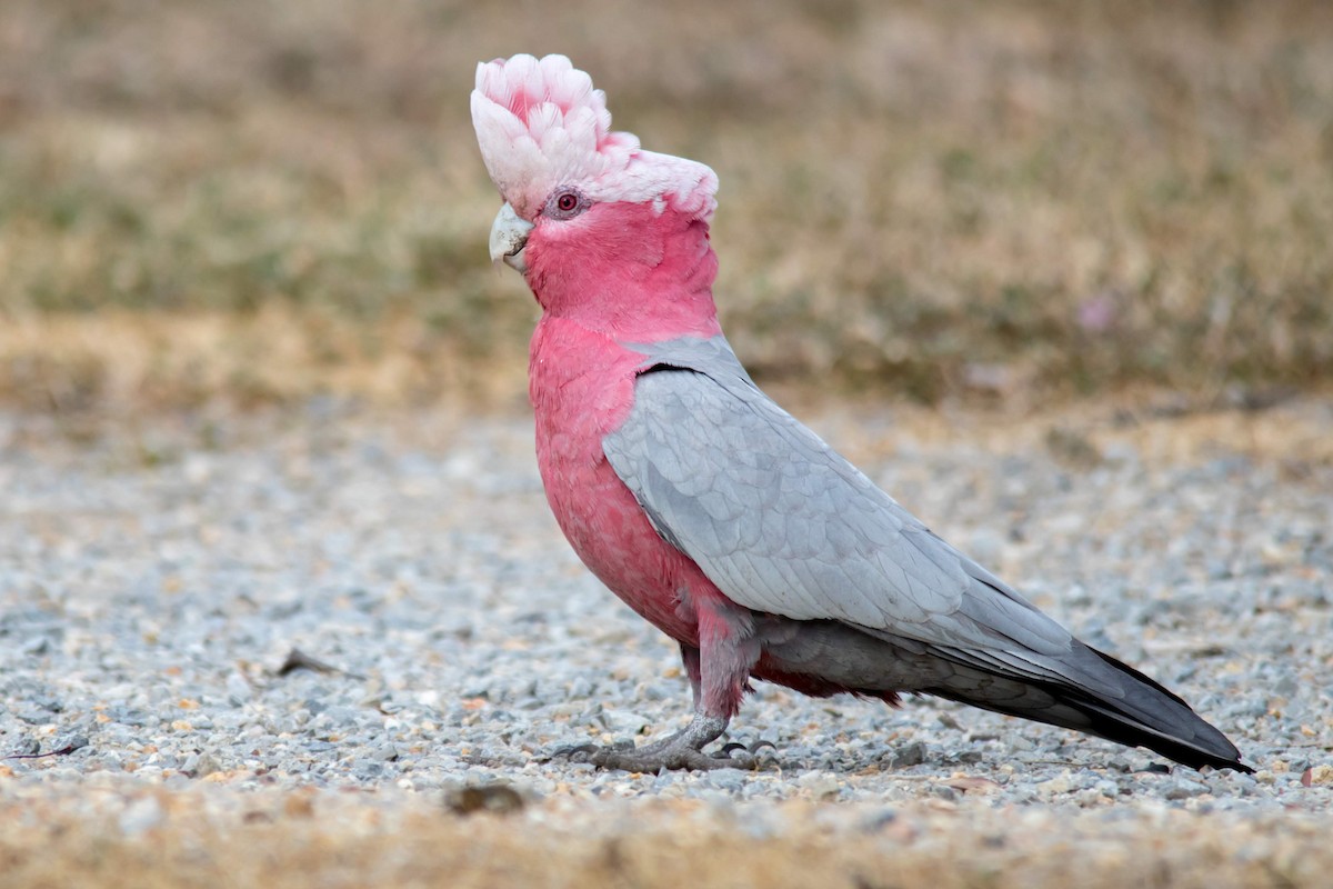 Galah - Andrew Allen