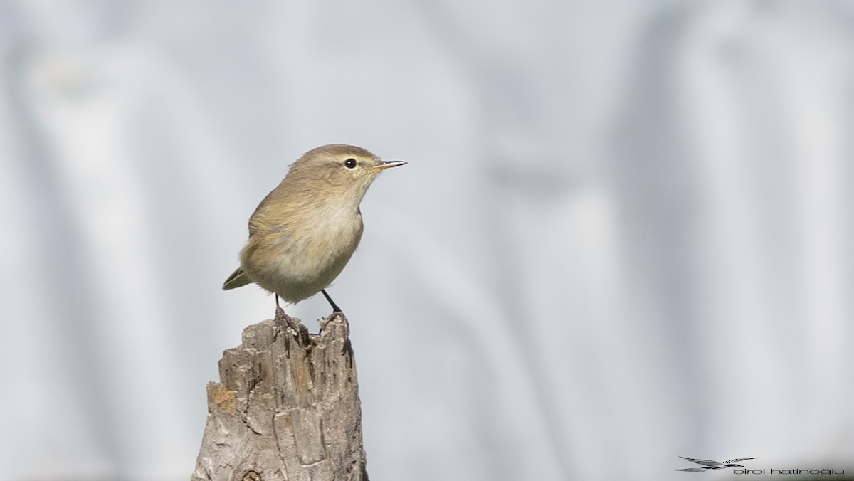 Mountain Chiffchaff - ML117980111