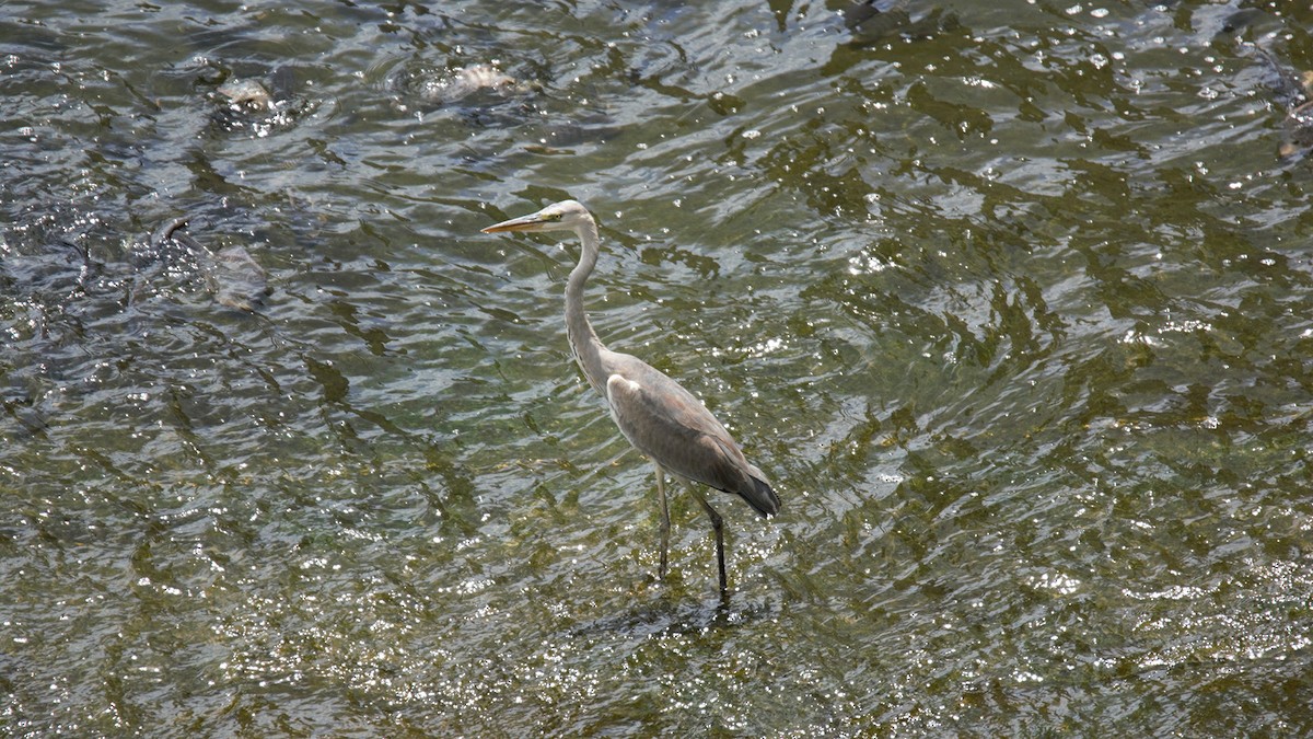 Gray Heron - ML117980221